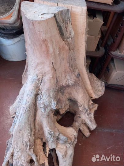 Корни дерева. Стволы