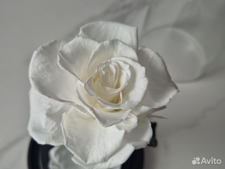 Вечная роза в колбе