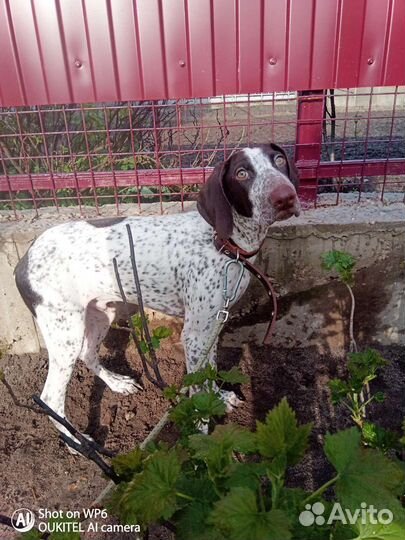 Передержка собак