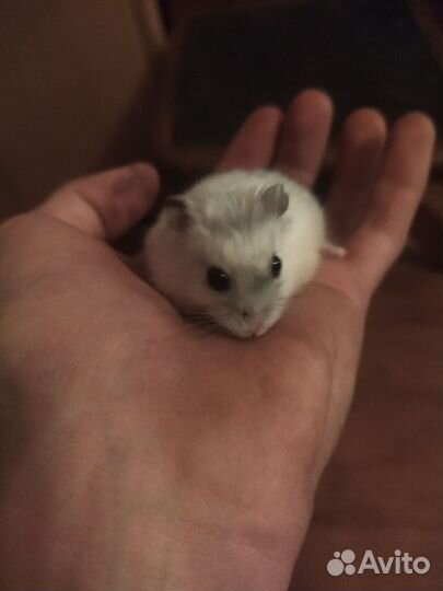 Джунгарский хомяк