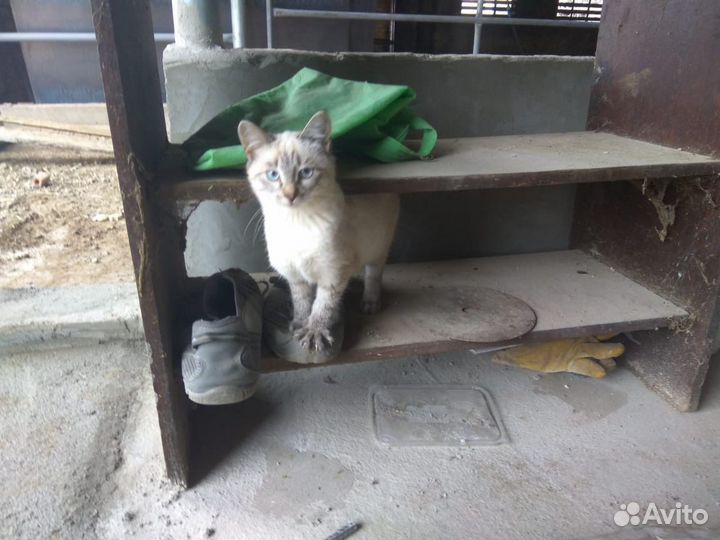 Кошка