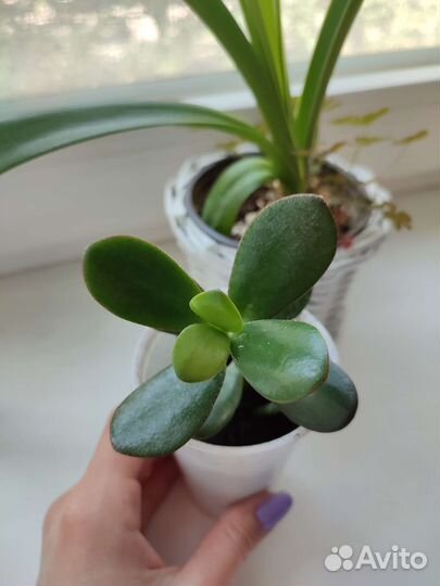 Толстянка, денежное дерево