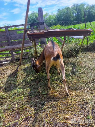 Альпийские козлята, 2козочки и козлик
