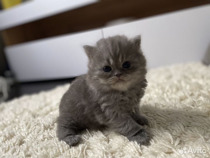 Британские котята