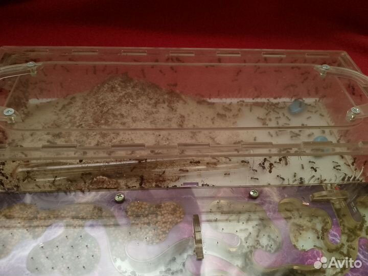 Муравьиная ферма с муравьями