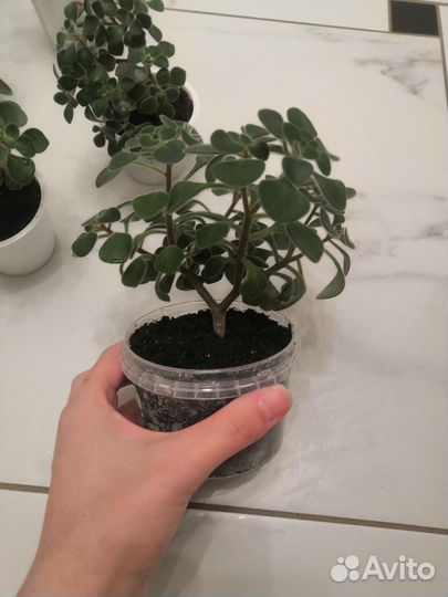 Аихризон дерево Любви