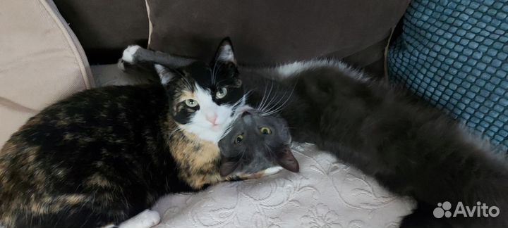 Кот и кошка