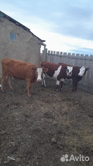 Продаются тёлочки