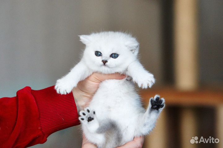 Серебристая шиншилла котята