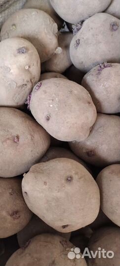 Семенной картофель