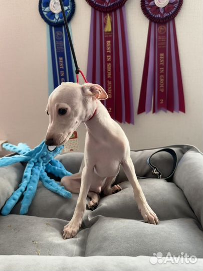 Щенки левретки