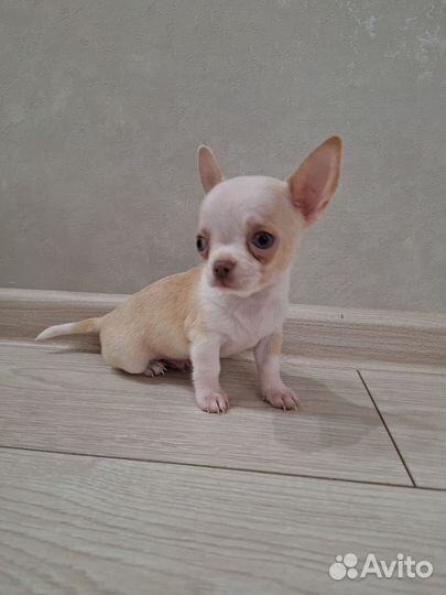 Щенки чихуахуа