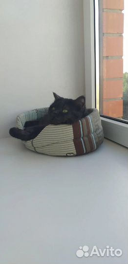 Британская кошка ищет дом