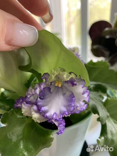 Фиалка лист на срез