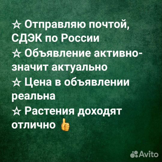 Ива фламинго