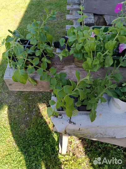 Петунья рассада