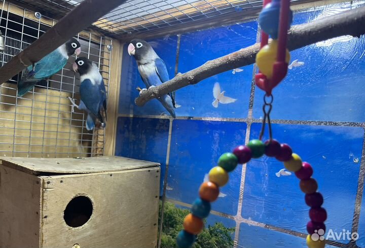 Масковые неразлучники