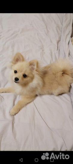Мини шпиц девочка