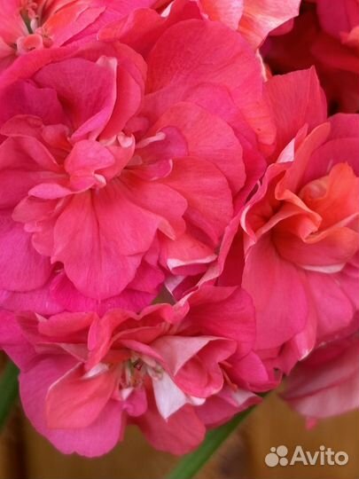 Сортоваые пеларгонии