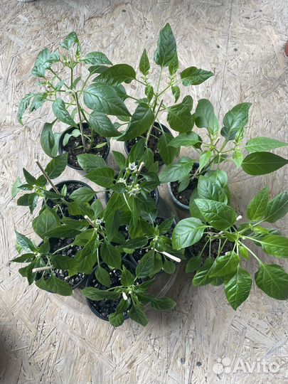 Рассада перец кустарниковый