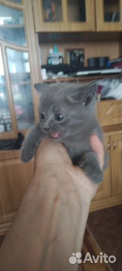 Британская