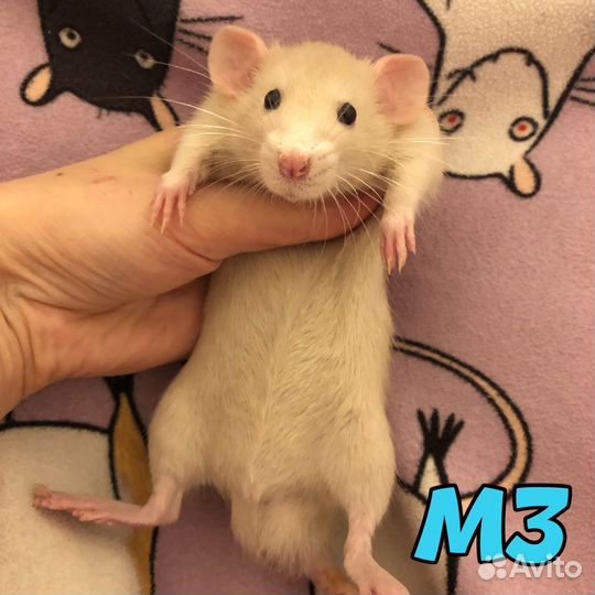 Крысята рыжие, славные