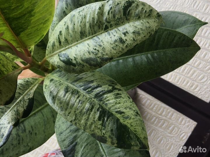 Фикус шривериана