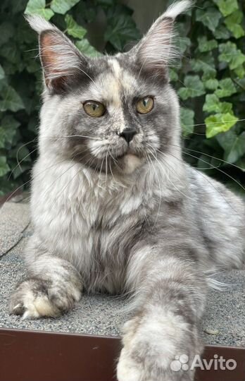 Шикарная кошечка мейн-кун