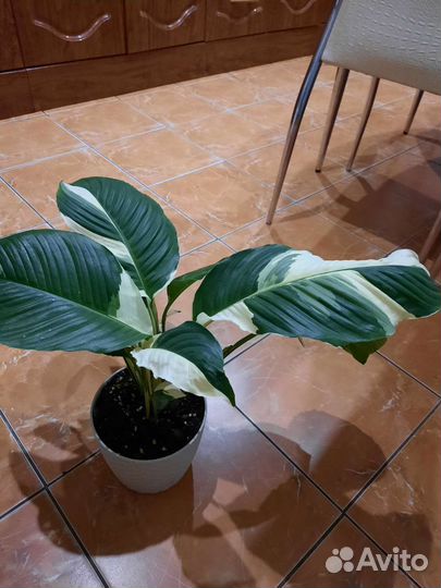 Спатифиллум Пикассо