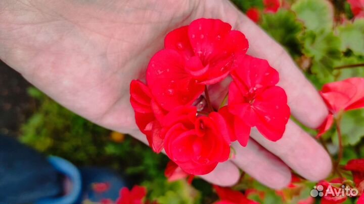 Пеларгония герань сортовая укорененные