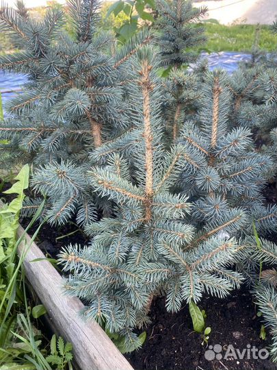 Голубые ели