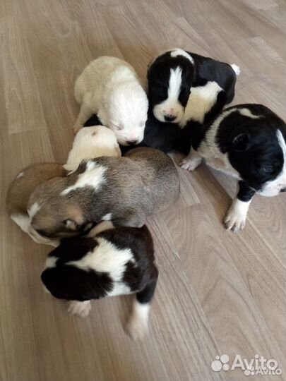 Среднеазиатская овчарка алабай щенки