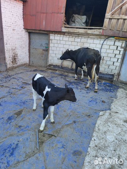 Корова с теленком