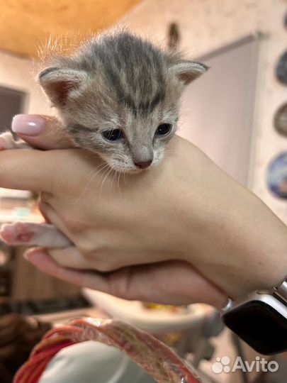 Котята