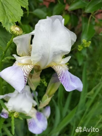 Ирис бадан и др