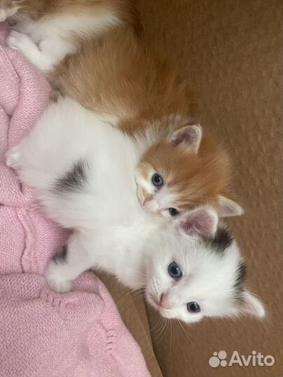 Котята отдам в добрые руки бесплатно