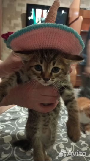 Котята в добрые руки бесплатно