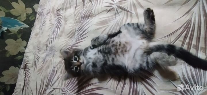 Кот