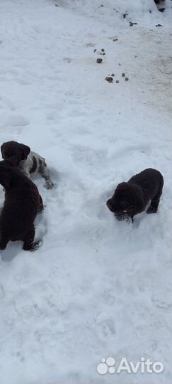 Щенки дратхара