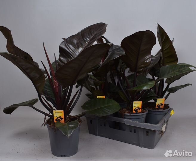 Филодендрон Imperial Red