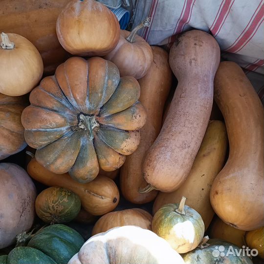 Тыква мускатная