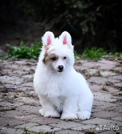 Китайская хохлатая