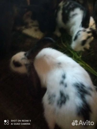 Продам кроликов