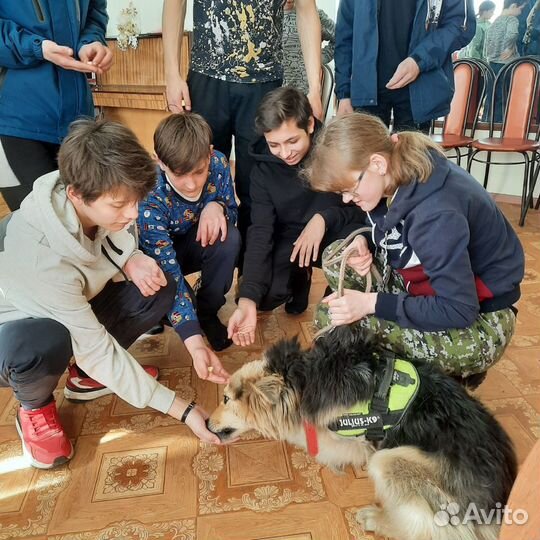 Дрессировка собак, кинолог