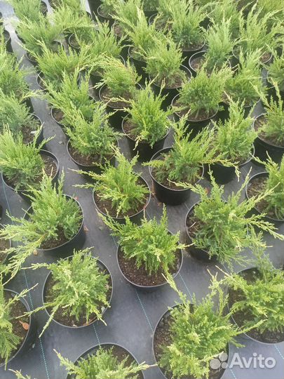 Можжевельник Голд Кост С3