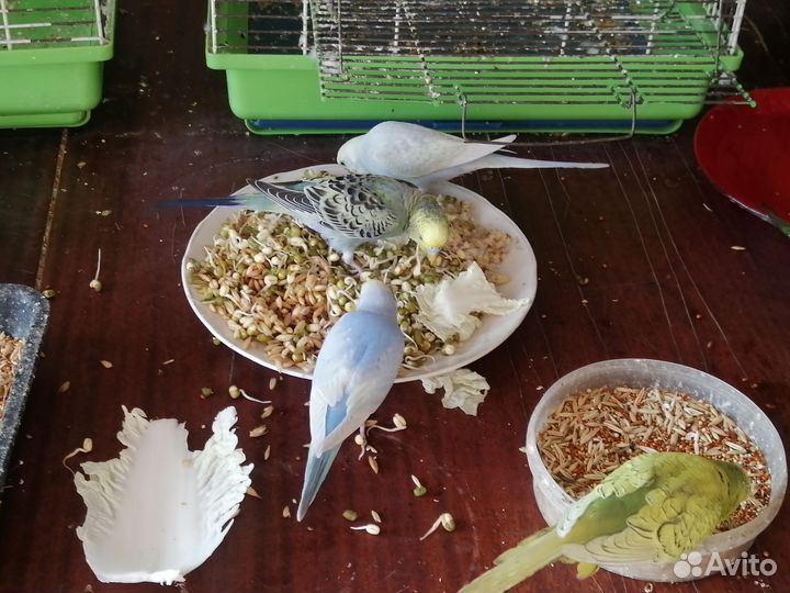 Птенец девочка волнистого попугая