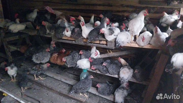 Петухов Породы доминанты