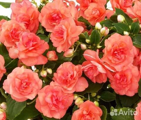 Бальзамин махровый