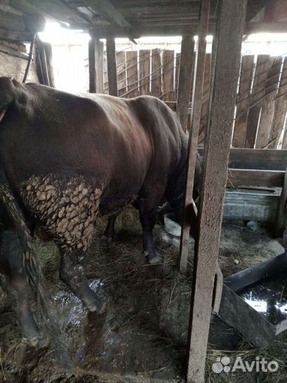 Быки на мясо