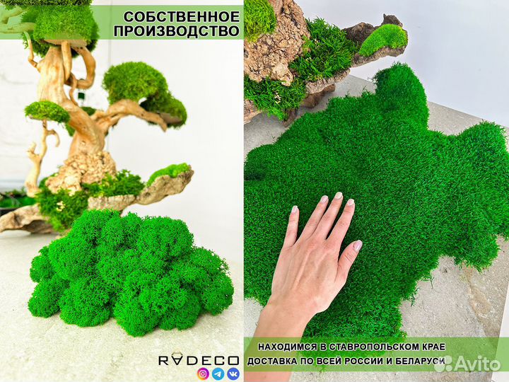 Стабилизированный мох ягель папоротник кочка